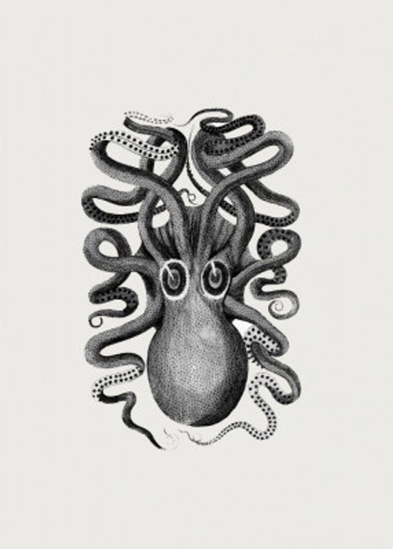 Eight Armed Cuttlefish