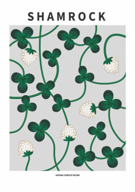 Shamrock - National flower of Ireland