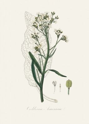 Horseradish (cochlearia Armoracia)  Medical Botany
