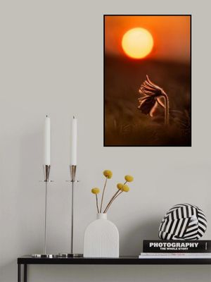 Pulsatilla nigricans