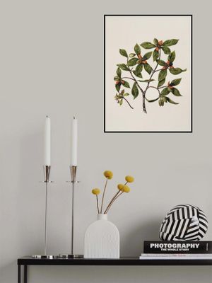 Tawhirikaro Drawn By Sarah Featon (1848–1927)