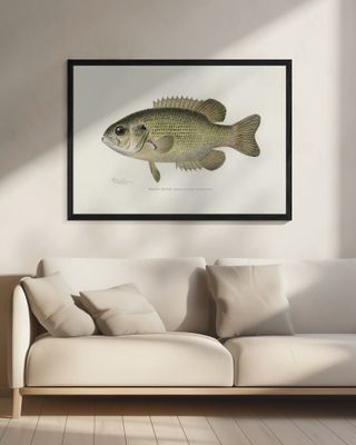 Rock Bass (ambloplites Rupestris) By Sherman F. Denton (1856 1937)