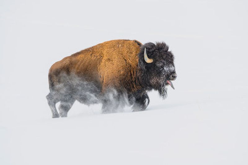 Bison in the Snow