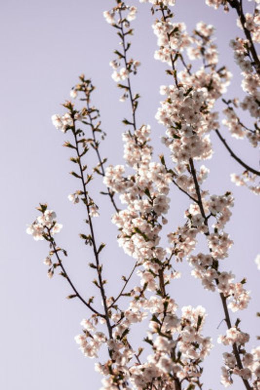 Bright Cherry Blossoms