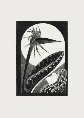 Strelitzia Overblown