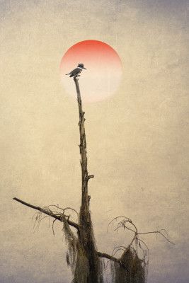 Pictorial Photography  Kingfisher