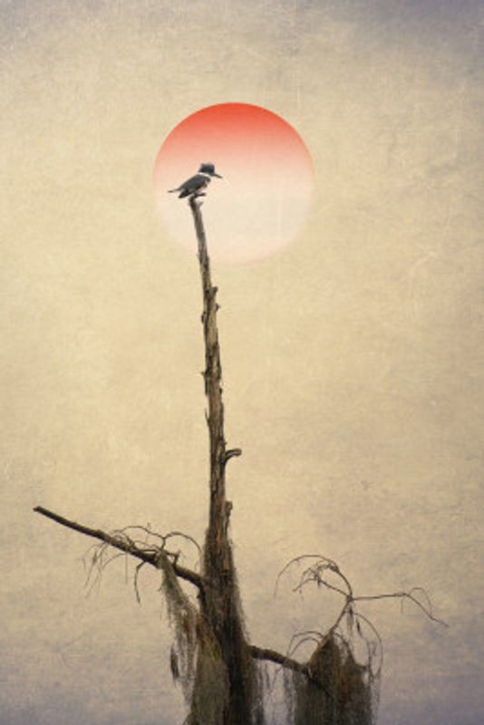 Pictorial Photography  Kingfisher