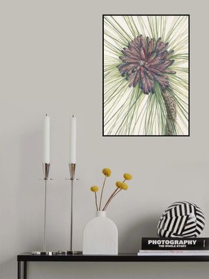 Longleaf Pine From North American Wildflowers (1925) By Mary Vaux Walcott.