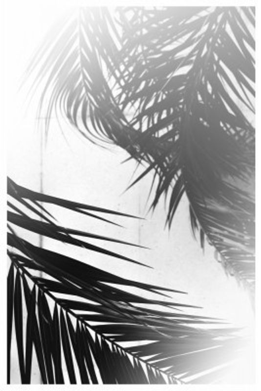 Palm Silhouettes