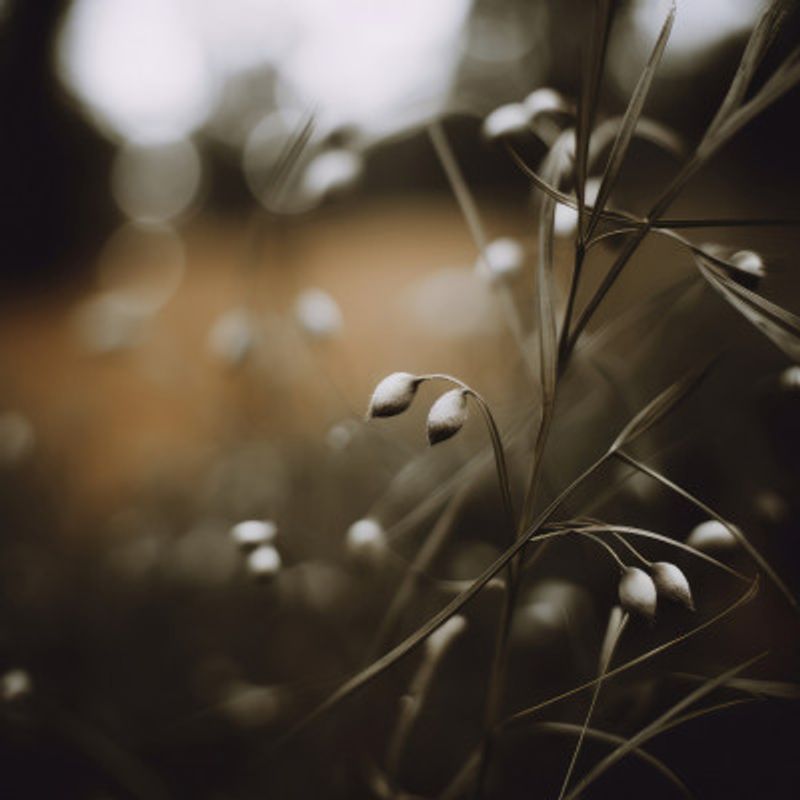Dreamy Grasses