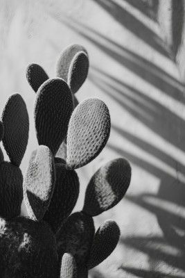 Cactuspoemno03