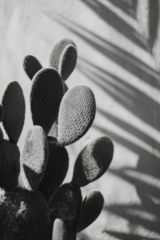 Cactuspoemno03