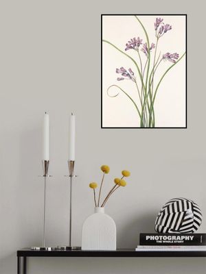 Wild Hyacinth From North American Wildflowers (1925) By Mary Vaux Walcott