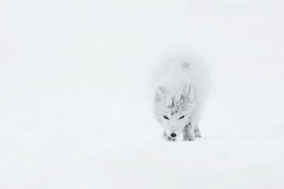 Arctic Fox