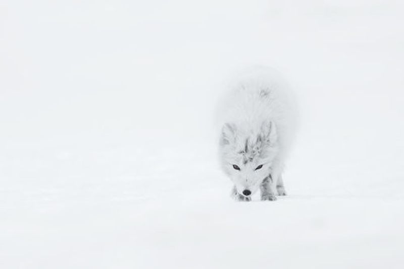 Arctic Fox
