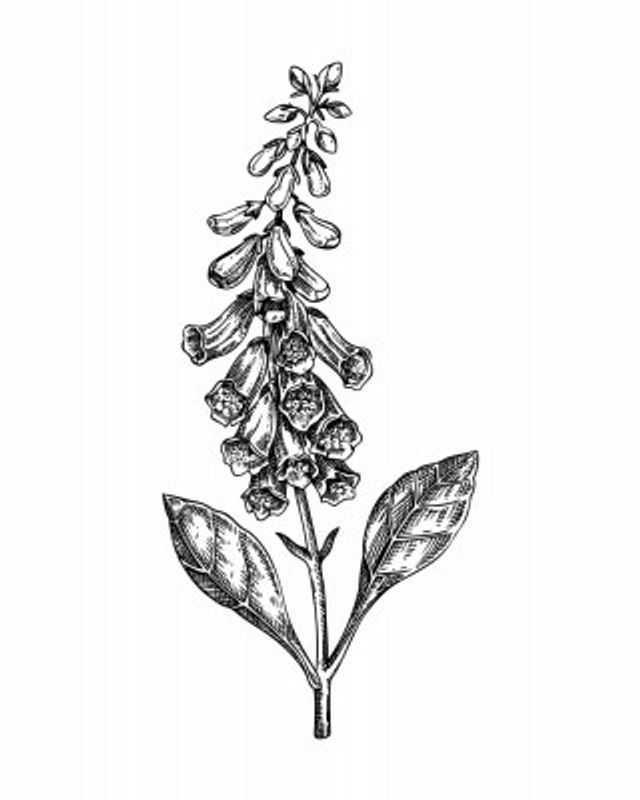 Foxglove (Digitalis)