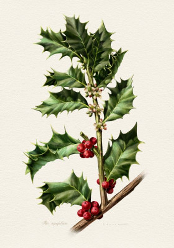 Ilex Aquifolium