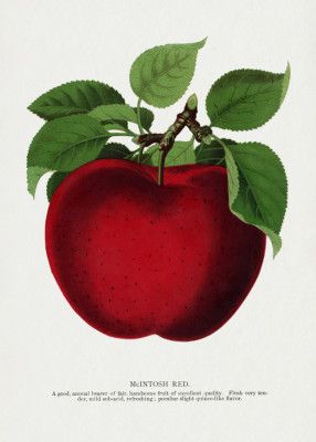 Mcintosh Red Apple Lithograph