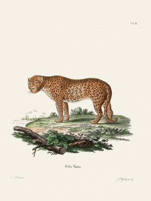 Panther By Johann Christian Daniel Von Schreber.