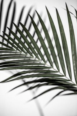 Vibrant Green Palm Leaf
