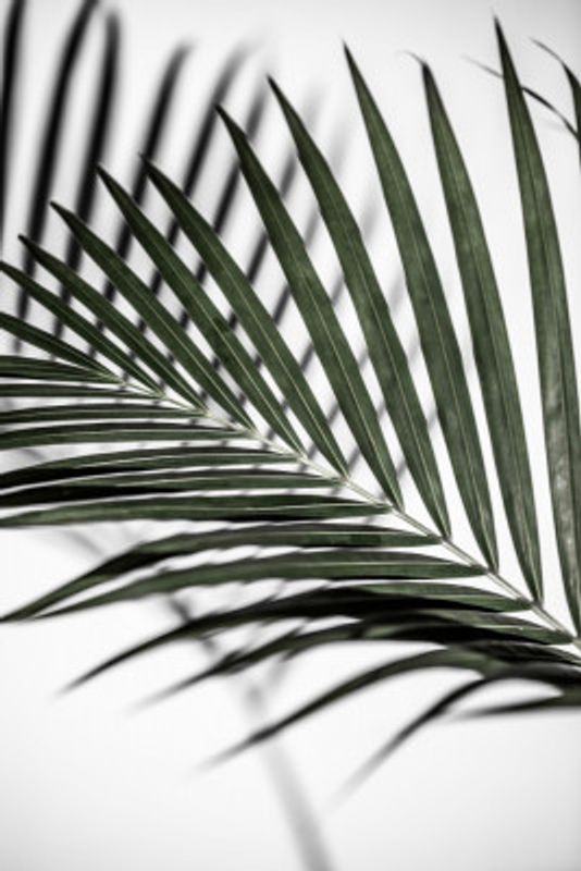 Vibrant Green Palm Leaf