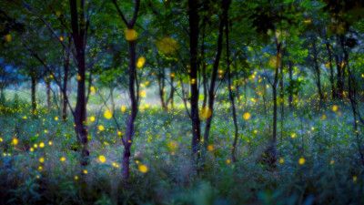 Magic fireflies