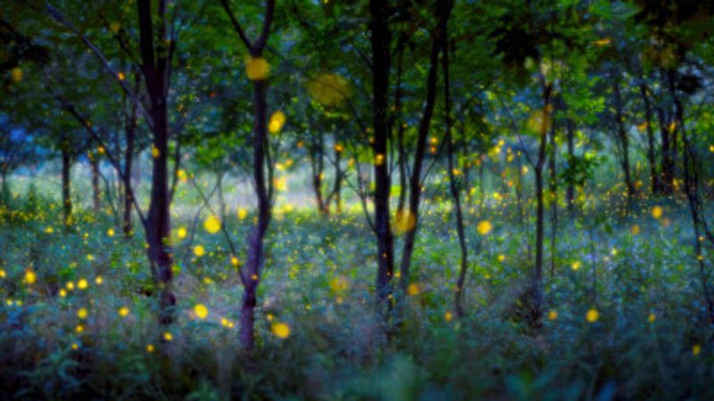 Magic fireflies