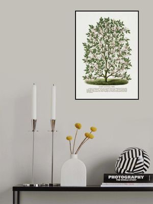 Hardy Magnolia Tree Lithograph