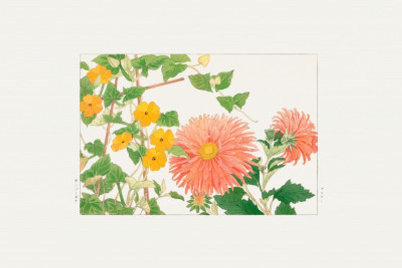 Thunbergia & Aster Flower,