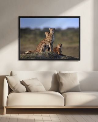 Cheetahs Family