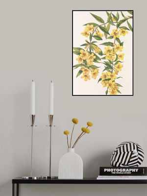 Carolina Jessamine From North American Wildflowers (1925) By Mary Vaux Walcott