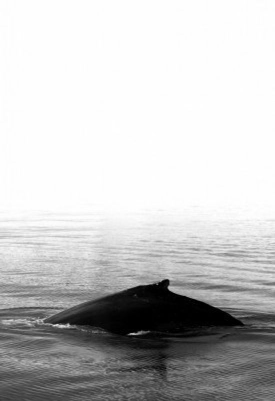 Whale Fin  Black Iceland