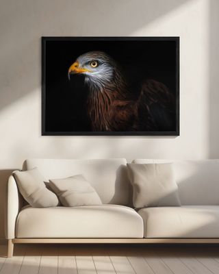 Red kite portrait II