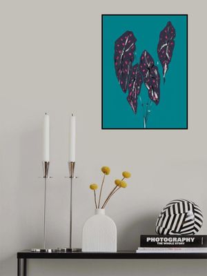 Begonia Maculata Dark