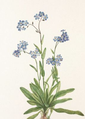 Alpine Forget Me Not From North American Wildflowers (1925) By Mary Vaux Walcott