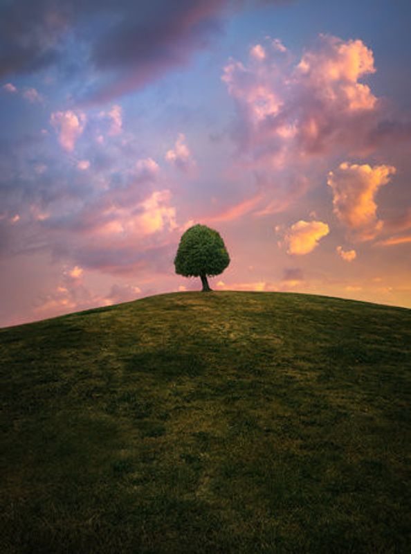 Tree on hill during sunset