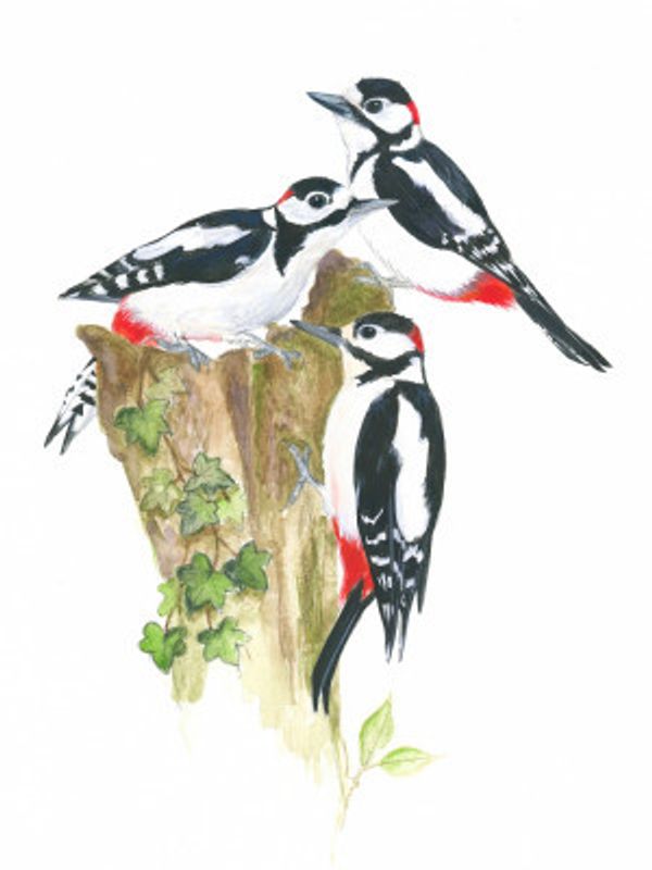 Woodpeckers