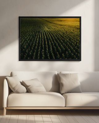 Golden Horizon Fields