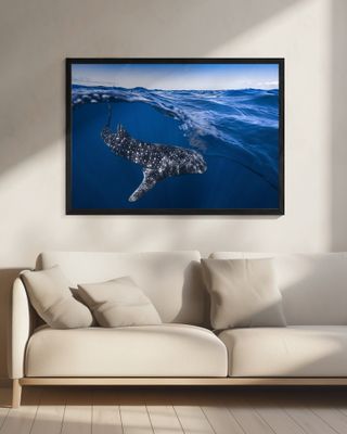 Whale Shark on split level