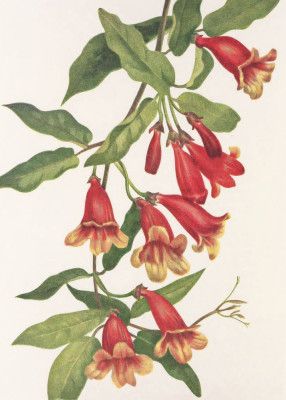 Crossvine From North American Wildflowers (1925) By Mary Vaux Walcott