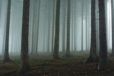 Foggy forest