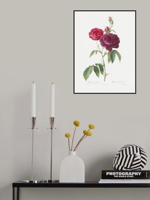 Purple French Rose, Les Roses (1817–1824)