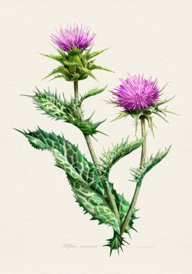 Silybum Marianum