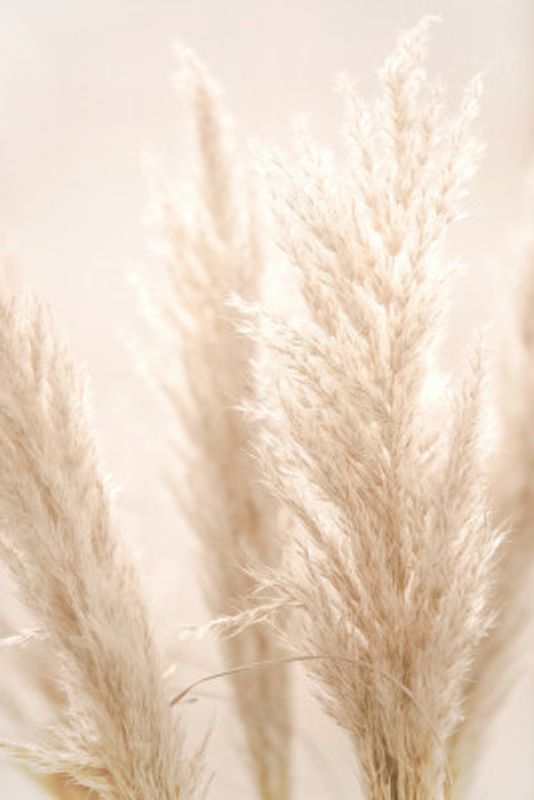 PAMPAS REED