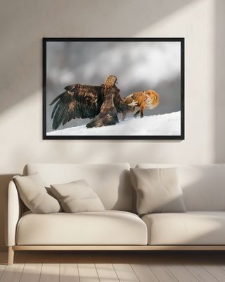 Golden eagle and Red fox