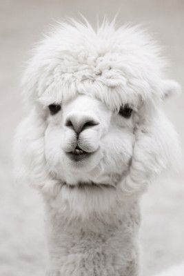 White Alpaca