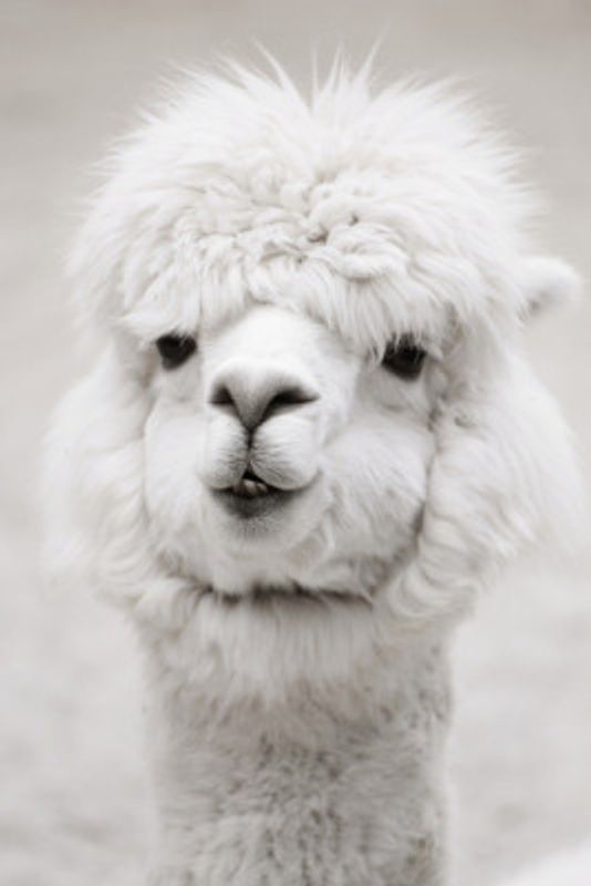 White Alpaca