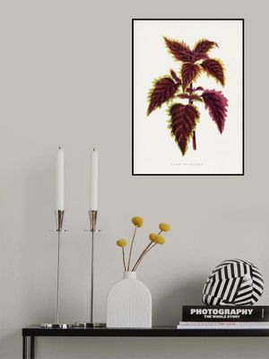 Pink Coleus Leaf Illustration