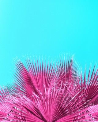 Electric Pink Palm Fronds