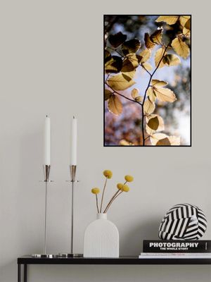 Backlit Golden Leaves